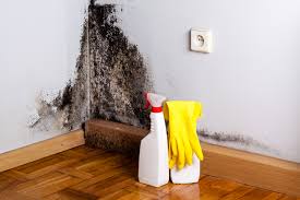 Why You Should Choose Our Mold Remediation Services in Glenwood Springs, CO